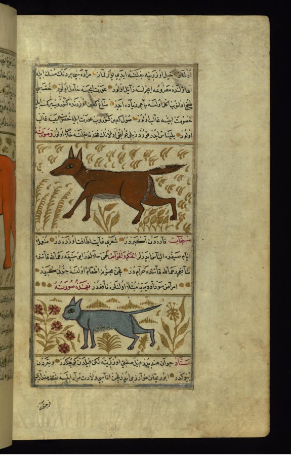 A Wolf and a Gray Squirrel