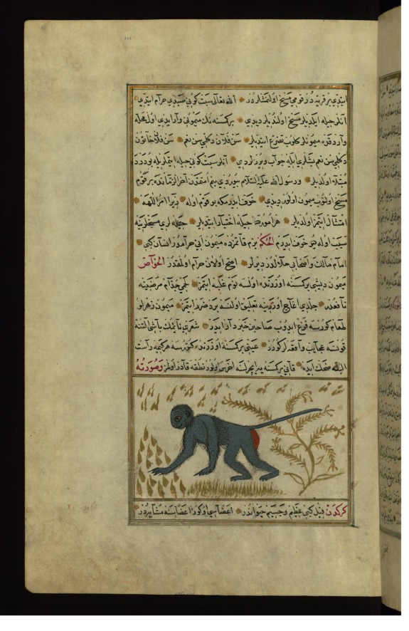A Monkey