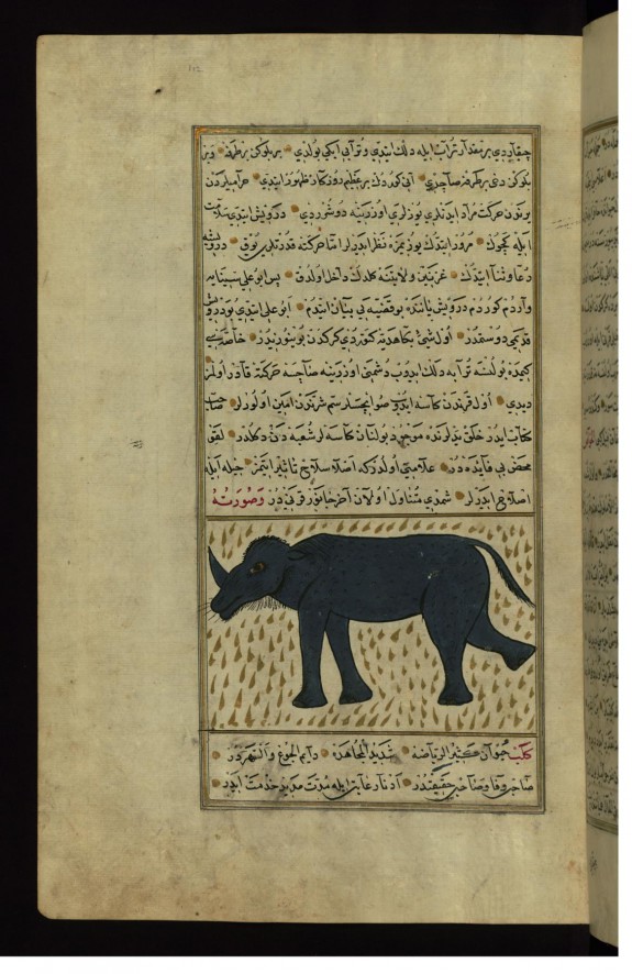 A Rhinoceros