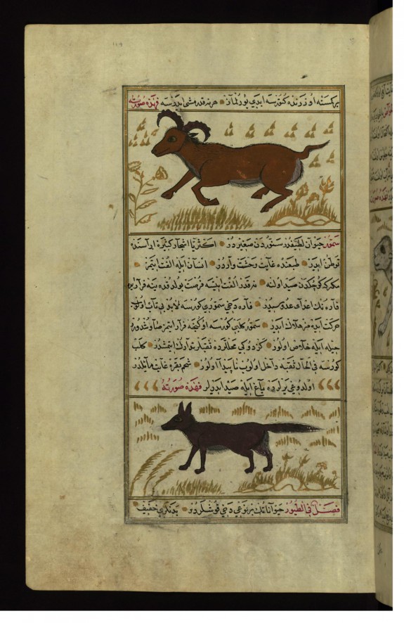 An Animal Called Namur and a Marten (Sable)