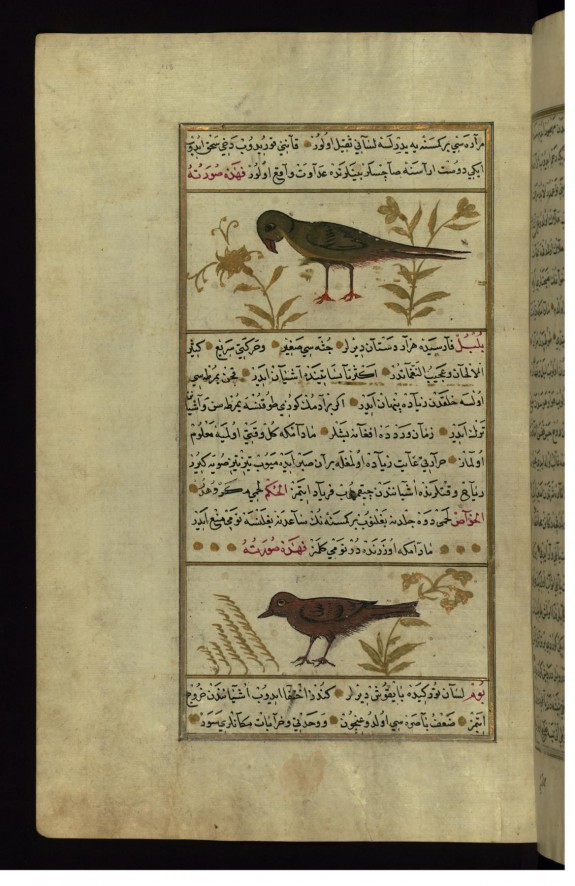 A Parrot and a Nightingale