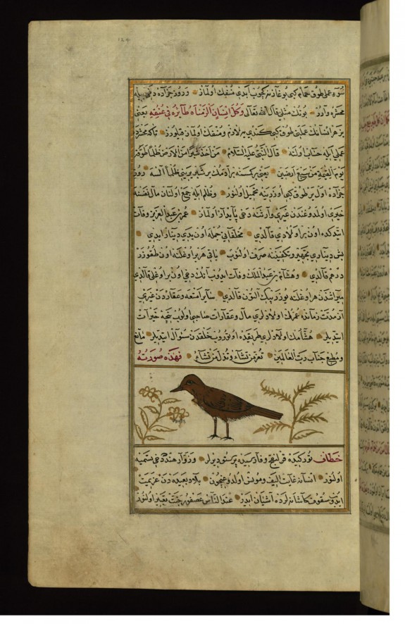 A Pigeon