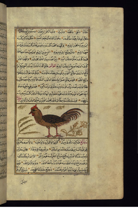 A Rooster