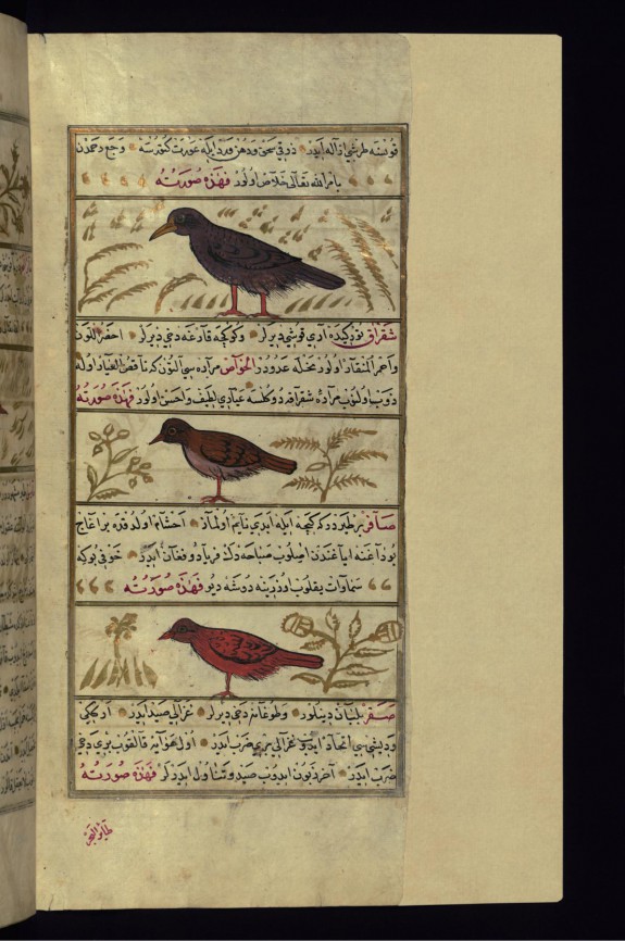 A Bird Called Shafatin, a Green Magpie, and a Singing Bird