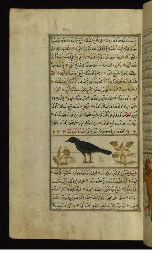 A Raven
