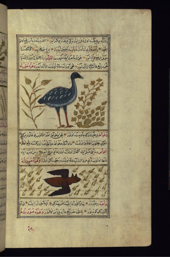 An Ostrich and a Bat