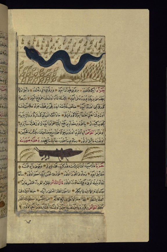 A Large Serpent and a Locust