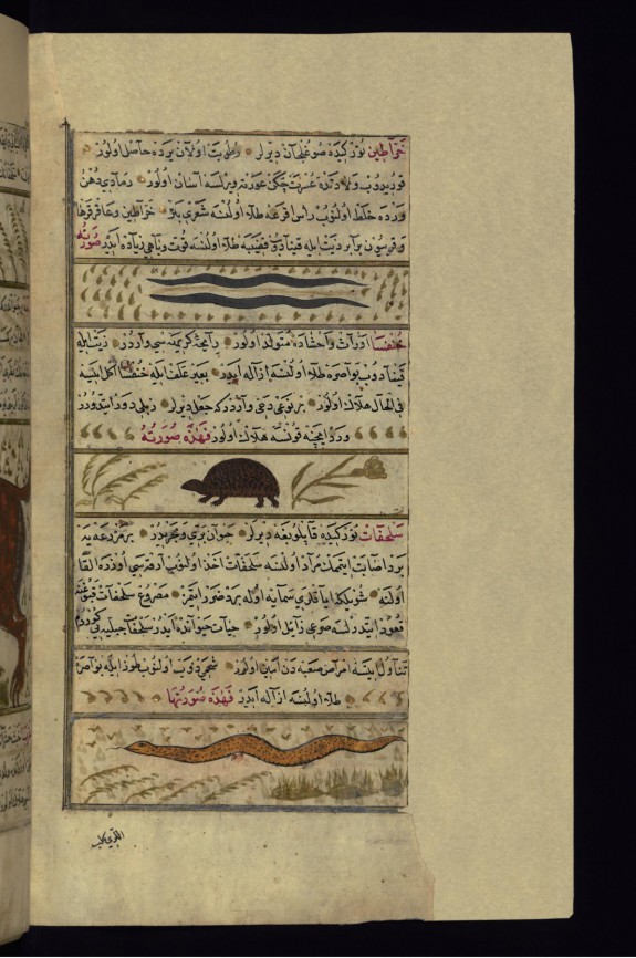 Earthworms, a Beetle, and a Snake