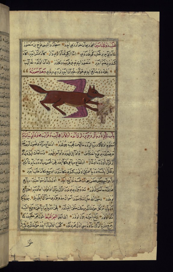 A Two-winged Fox