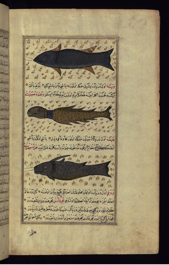 Three Types of Fish from Around Vaynah (Vinah?) Island