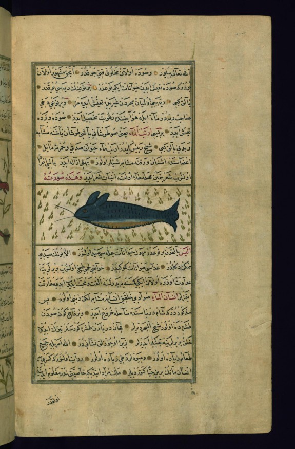 A Sea-rabbit