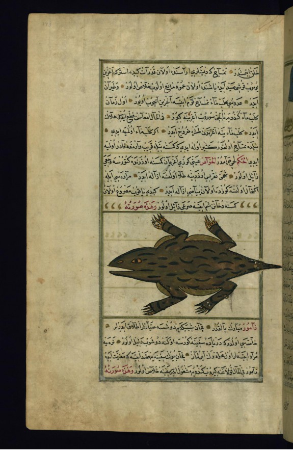 A Crocodile