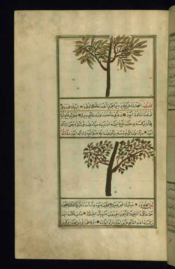 A Tree Called Tanuth and a Mulberry Tree