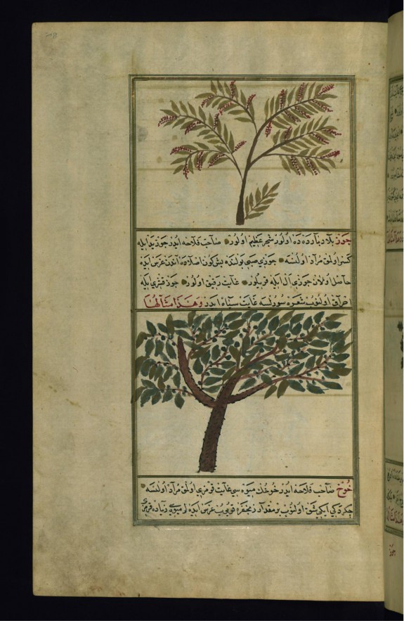 A Wild Fig Tree and a Walnut Tree