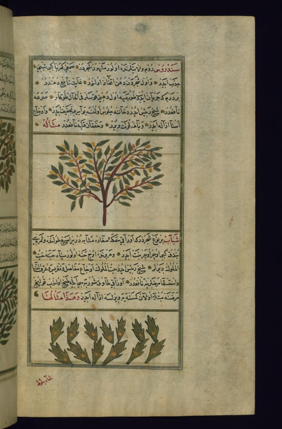 A Red Juniper Tree and a Cherry Tree