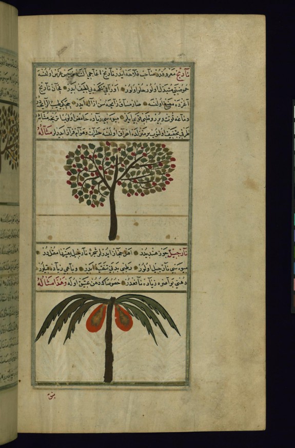 An Orange Tree and a Coconut Tree