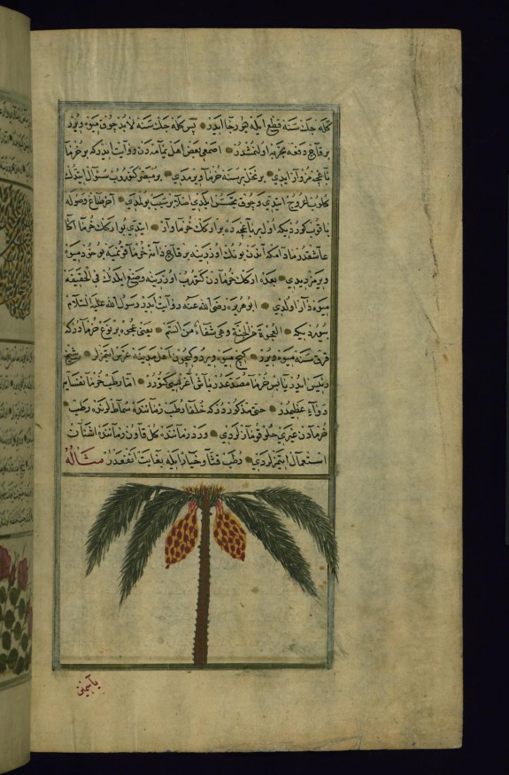 A Palm Tree