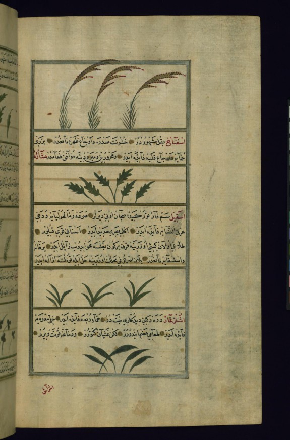 Rice, Spinach, Wild Onion, and Camel?s Thorn (?)