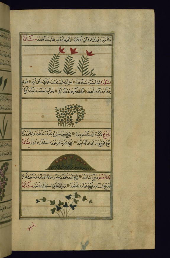Four Plants