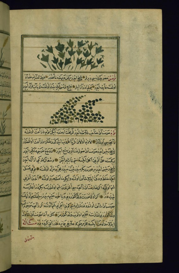 A Plant Called Bish (Poisonous, Resembling Ginger) and Egyptian Bean