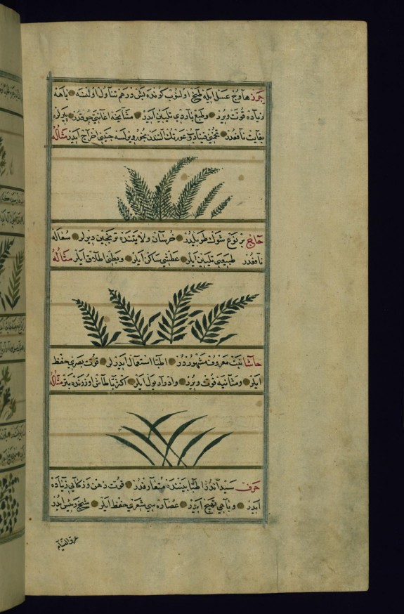 Mace, a Thorny Plant Called Haj, and Thyme