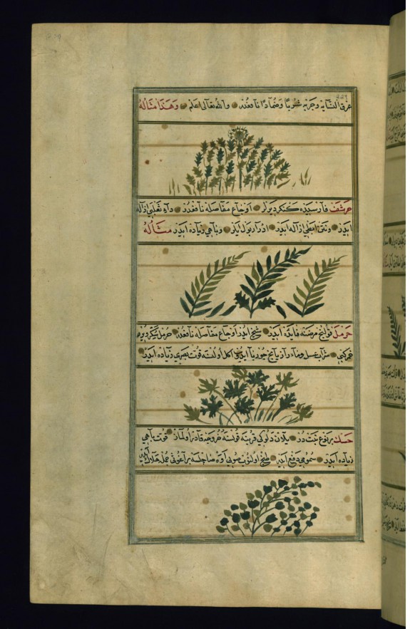 A Plant Called Harf, Artichoke, Wild Rue, and a Prickly Plant that Clings to the Wool of Sheep