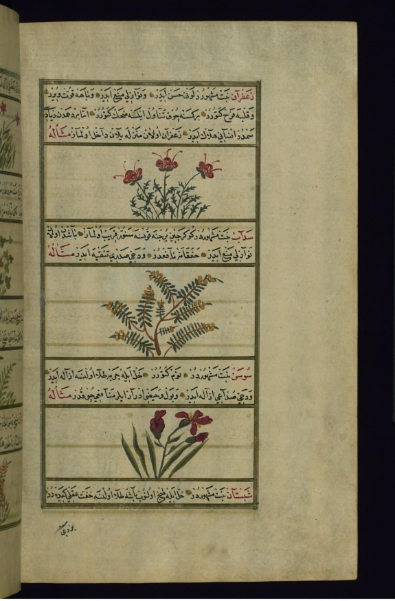 Saffron, Rue, and Lily of the Valley