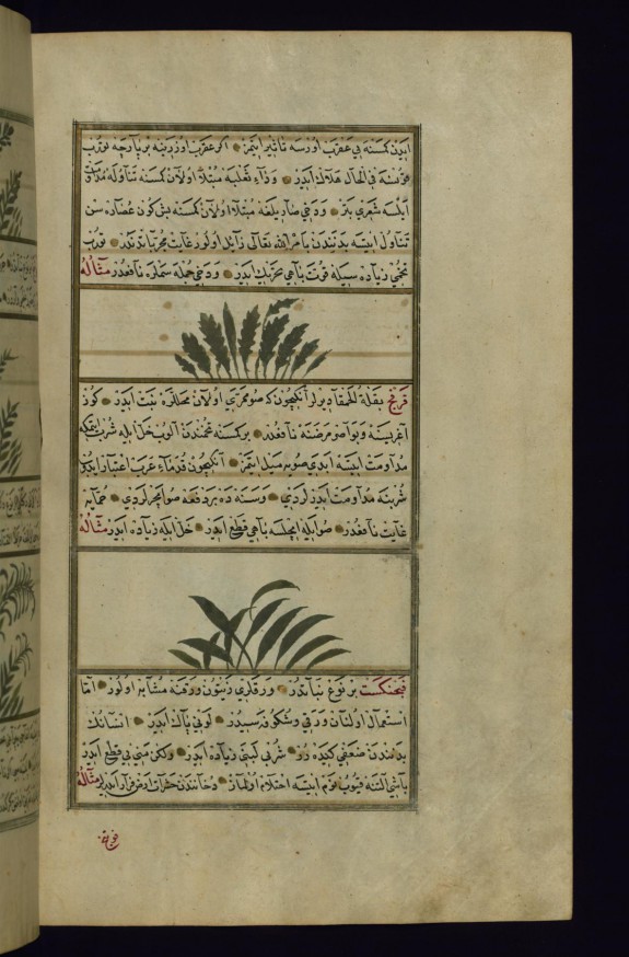 Radish and a Plant Called Qarfaj