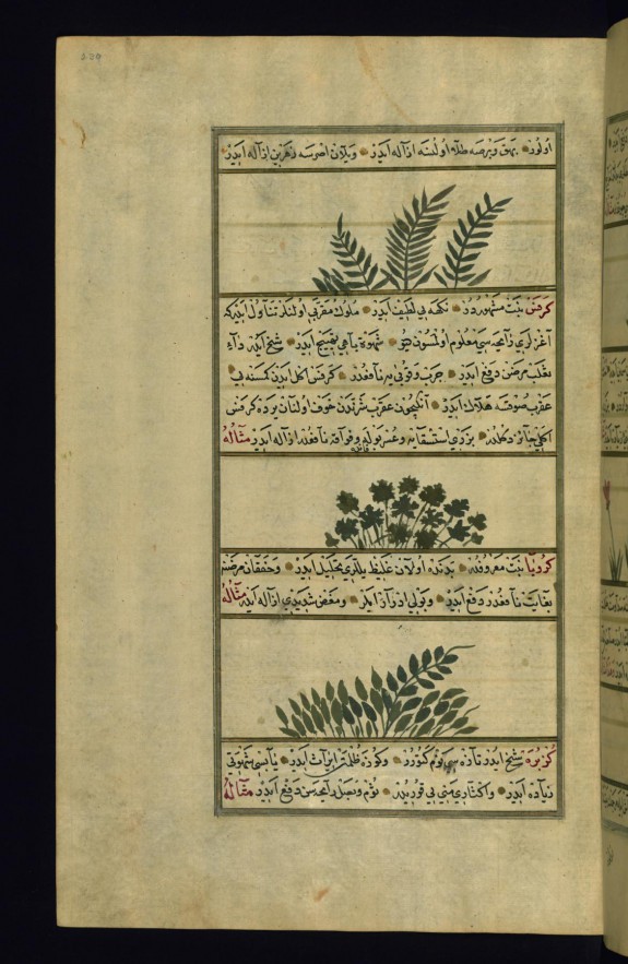 Meadow Vetch, Celery, and a Plant Called Karuba