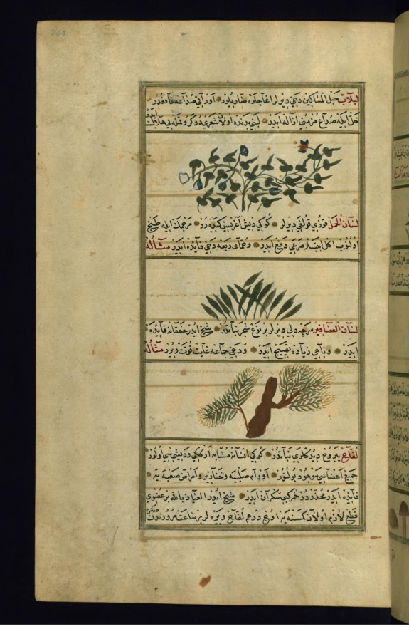 English Ivy, Plantain, and Common Ash