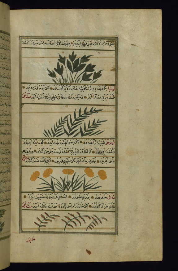 Mandrake, Green Beans, a Plant Called Linufir (?), and Indian Pulse (a Sort of Vetch)