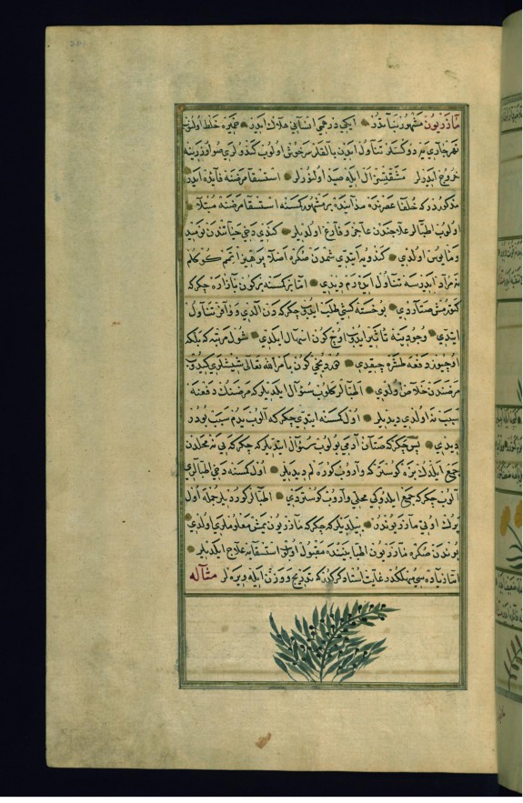 A Persian Plant Called Madharyun