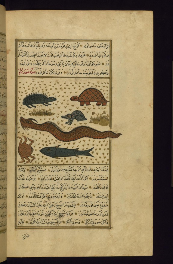 An Eel, a Frog, a Turtle, and Other Animals