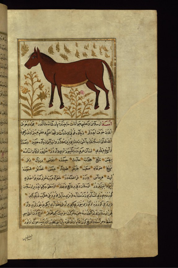 A Horse