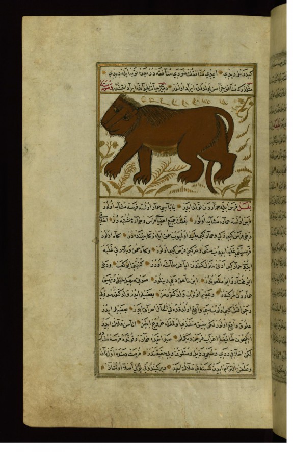 A Lion