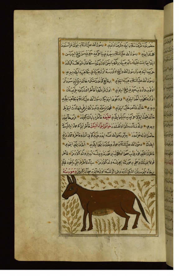A Mule