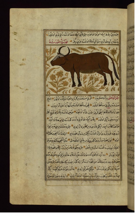 A Cow or a Bull