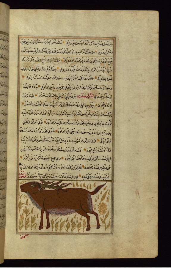 A Wild Cow or Bull