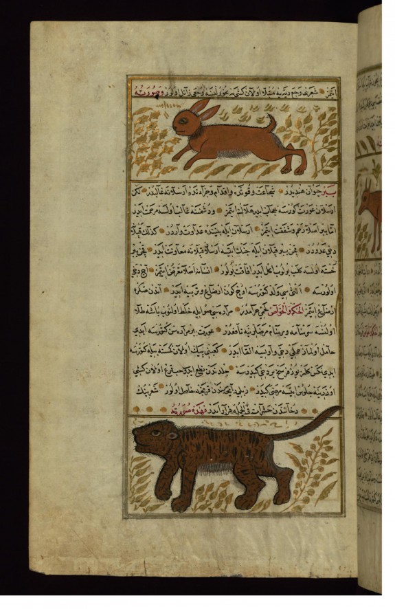 A Rabbit and a Tiger