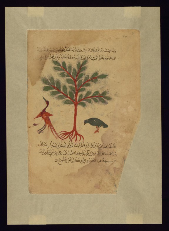 A Type of Thymelaea Called al-sarwi