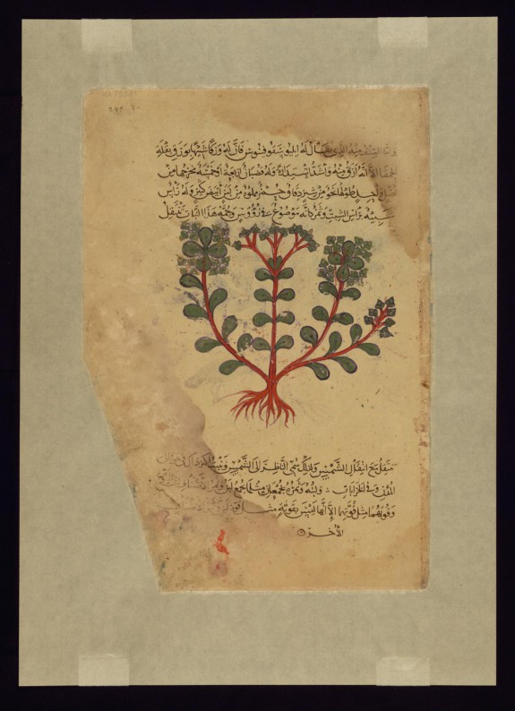 A Type of Thymelaea Called ilyusqufinus