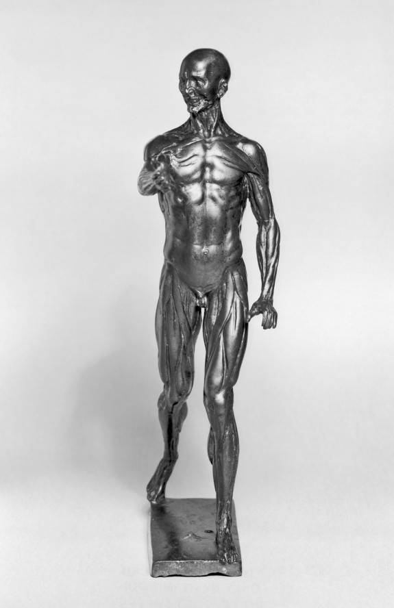 Anatomical Figure of a Man