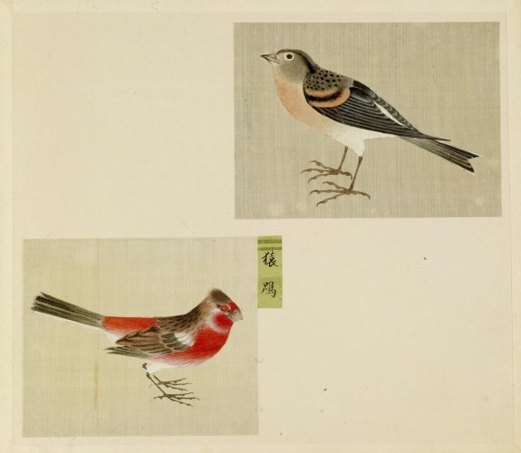 Leaf from Album Depicting Small Birds
