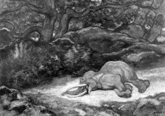 Elephant Asleep