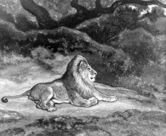 Lion at Rest