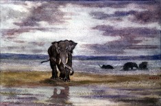 Elephants in Water