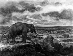 Elephants