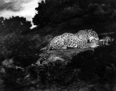 Leopard Eating