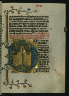 Tree of life with its twelve fruits