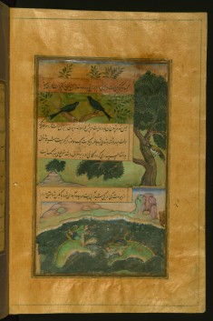 Birds of Hindustan and Alligators